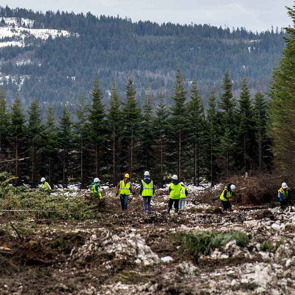 summary-forest summary-forest