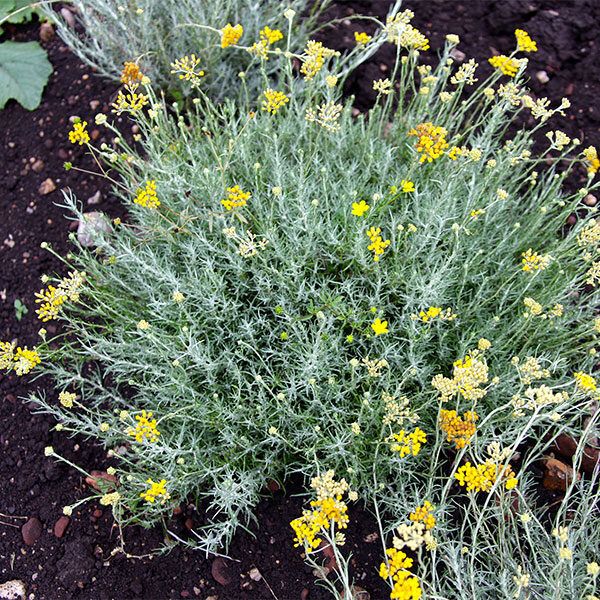 summary-helichrysum