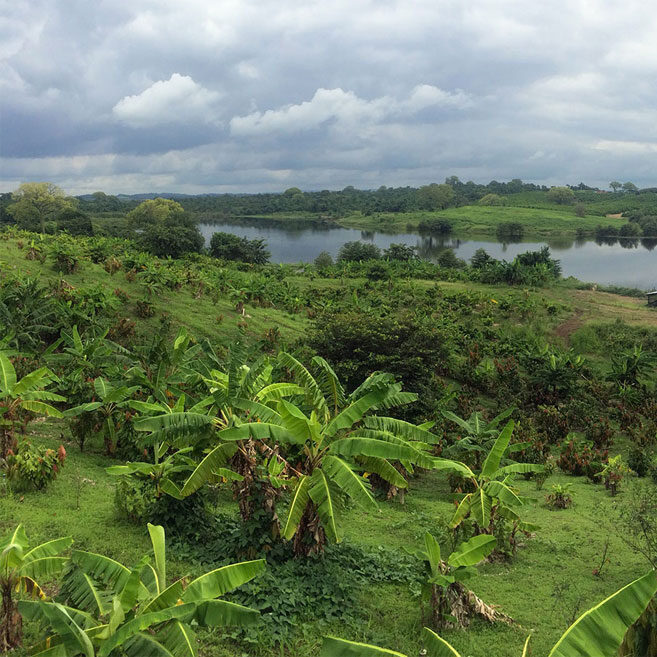 summary-jungle summary-jungle