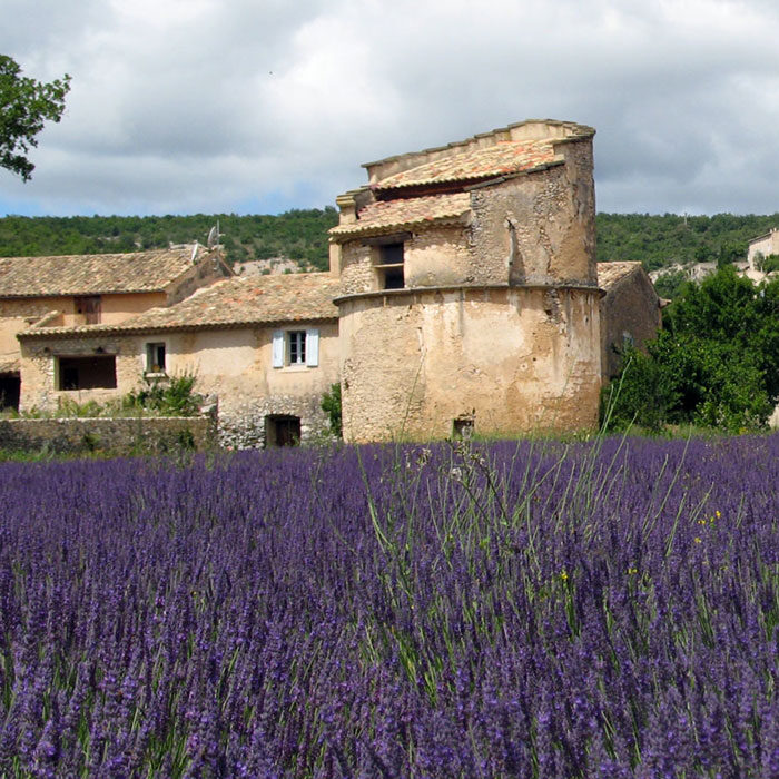 summary-lavender summary-lavender