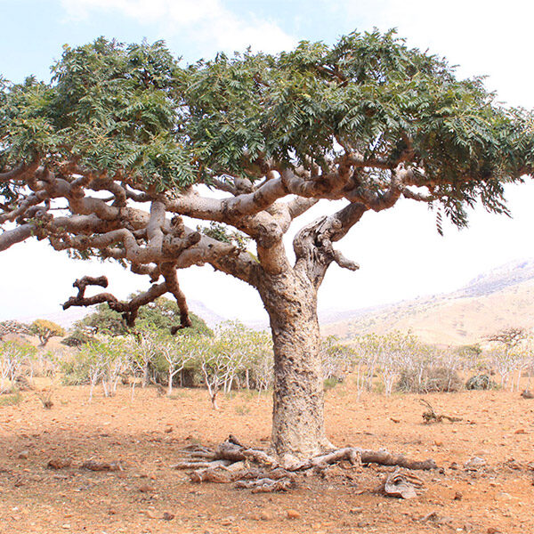 summary-tree summary-tree